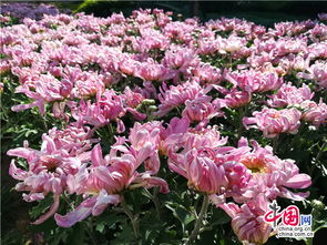 花海迎秋色，四萬盆精品菊攜十萬時(shí)令花卉扮靚濱城
