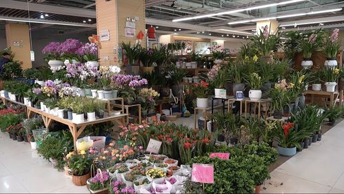實(shí)探即將閉店的花卉市場(chǎng) 市民趁商家甩賣，提前購置春節(jié)用品花卉